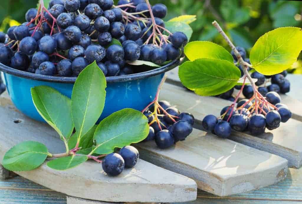 Fructele de Aronia: Noul Superfood cu Beneficii Reale pentru Sanatate