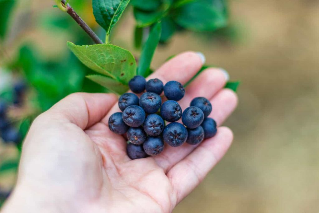 Aronia, totul despre superfructele cu proprietati uimitoare