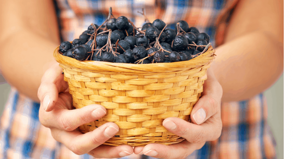 Ce spun clienții noștri despre beneficiile fructelor aronia