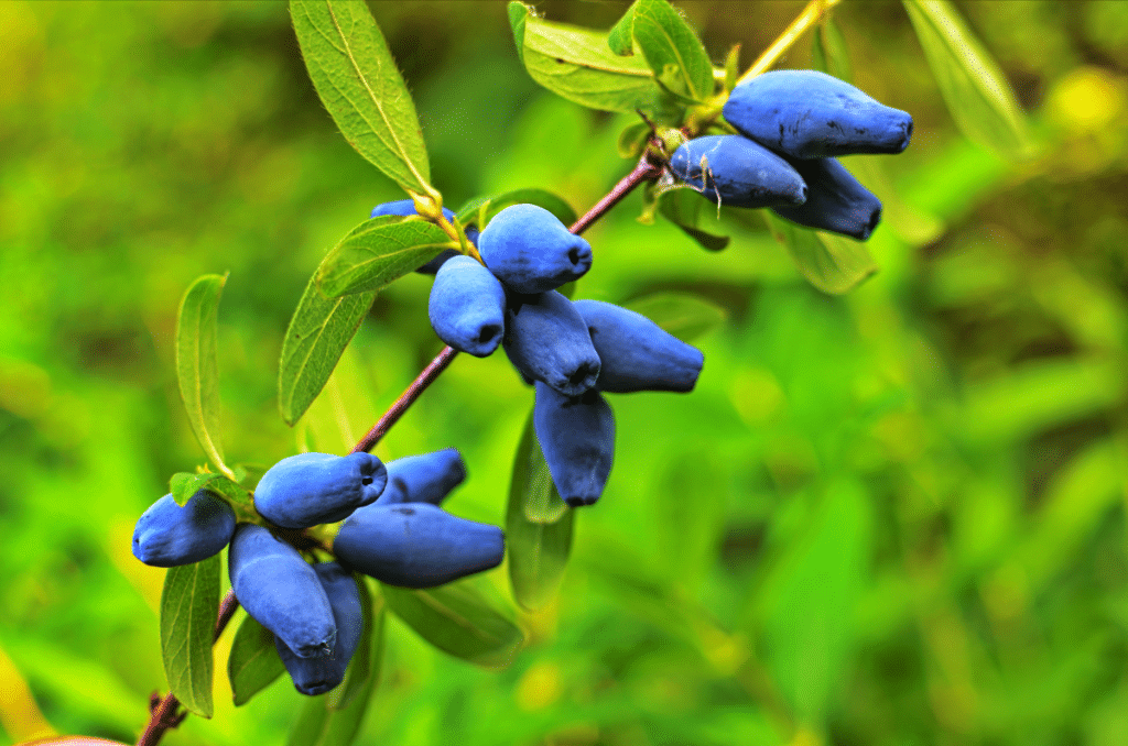 Afinele siberiene — “fructul tinereții” cu cei mai mulți antioxidanți din lume