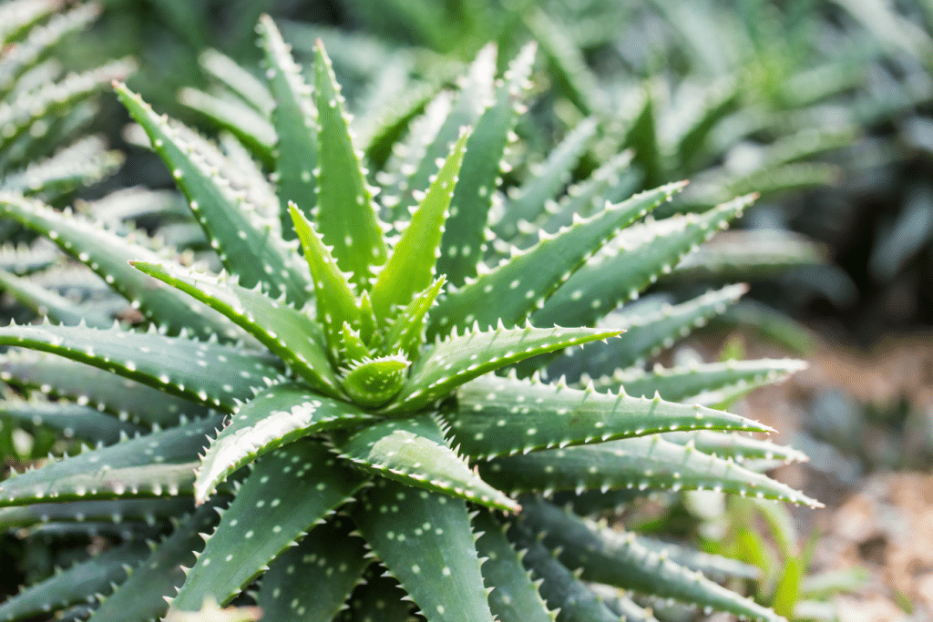 Aloe Vera — “planta nemuririi” care vindecă omenirea de 3.500 ani