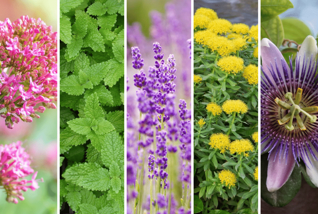 5 plante minune care combat insomniile și asigură un somn bun