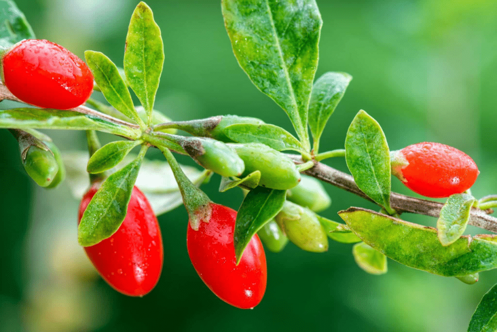 Goji — fructul folosit în medicina tradițională chineză de 2.000 de ani încoace