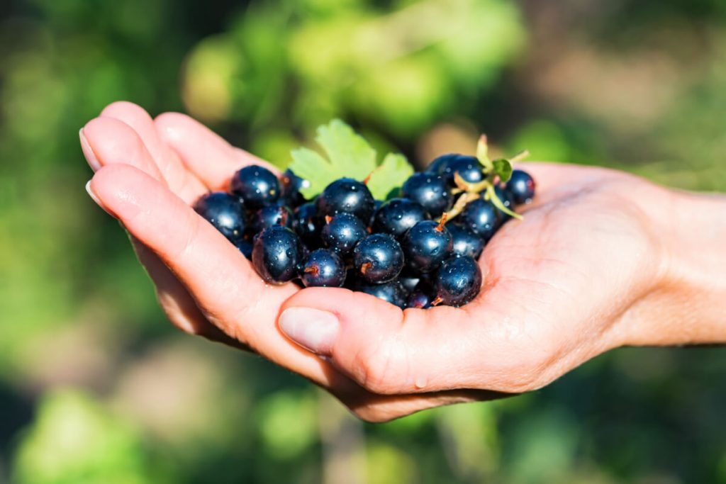 Coacăze negre – secretul sănătății, energiei și vitalității!