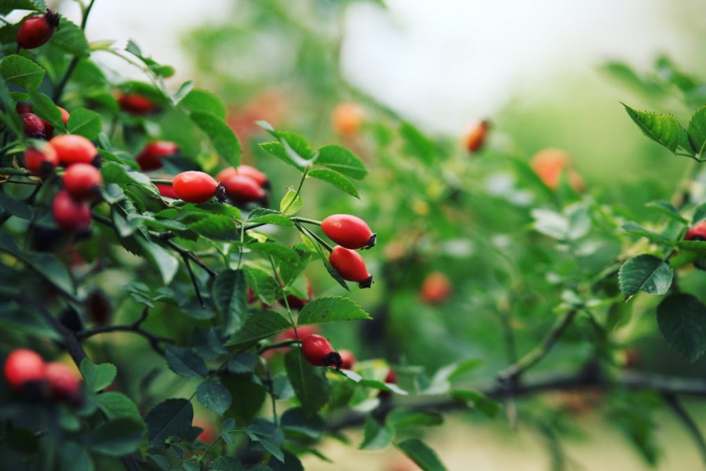 Măceșe – elixirul natural cu beneficii multiple pentru sănătate și vitalitate!
