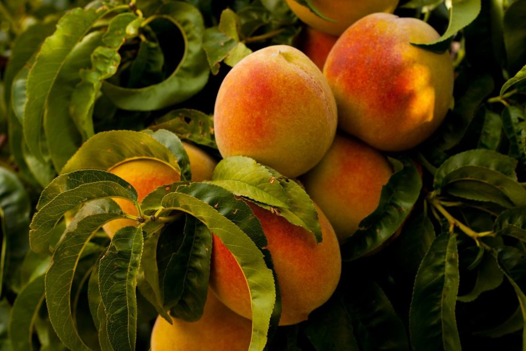 Piersica, un deliciu plin de nutrienți esențiali: cum poate acest fruct să sprijine sănătatea digestivă și sistemul imunitar?