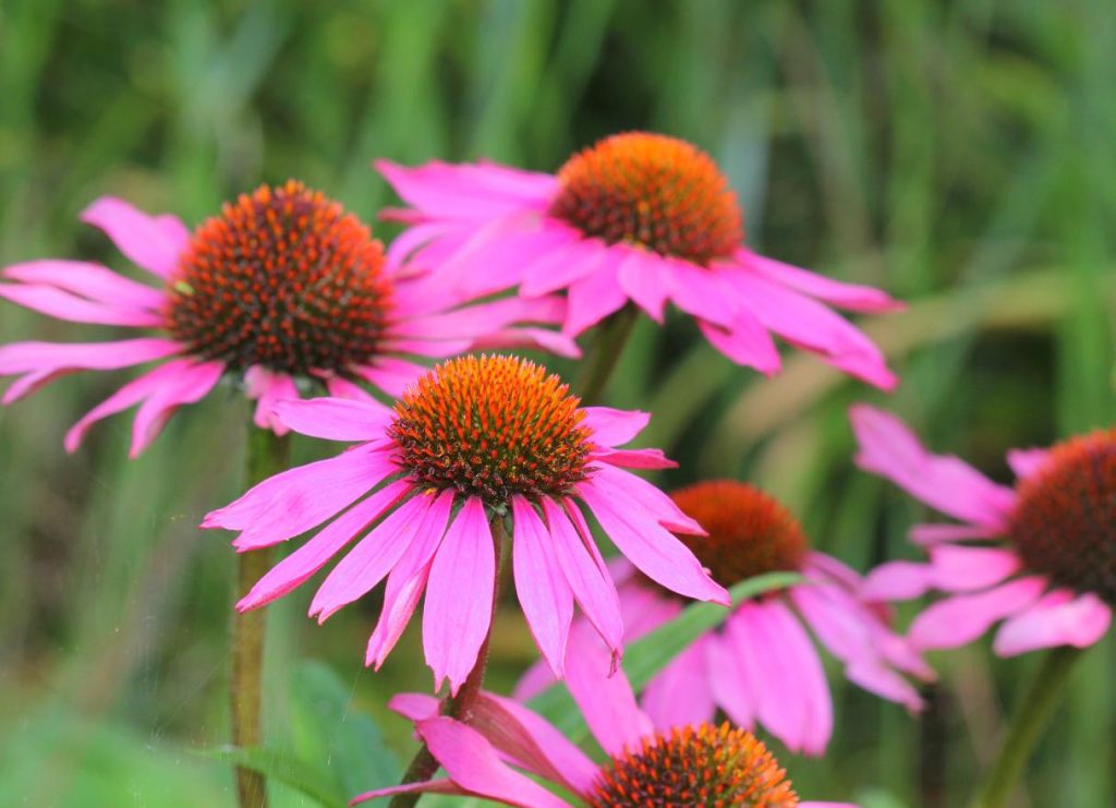 Echinacea purpurea – beneficii, utilizări și contraindicații pentru o sănătate optimă