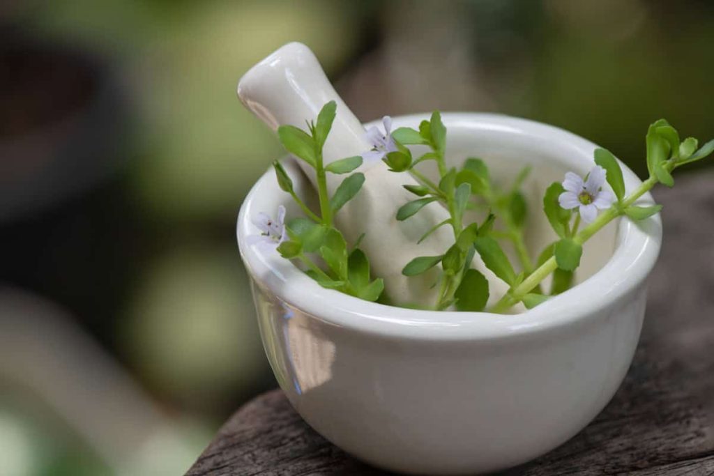 Bacopa monnieri beneficii – Cum te poate ajuta această plantă