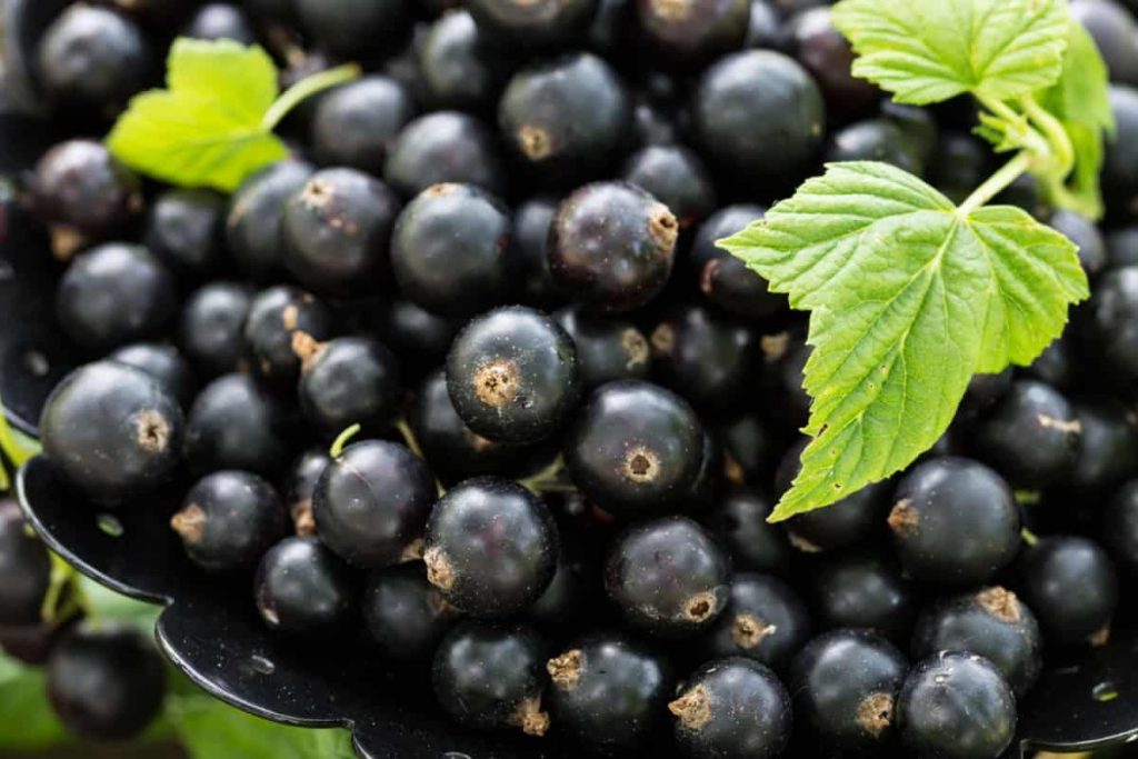 Suc de coacăze negre – beneficii pentru organism