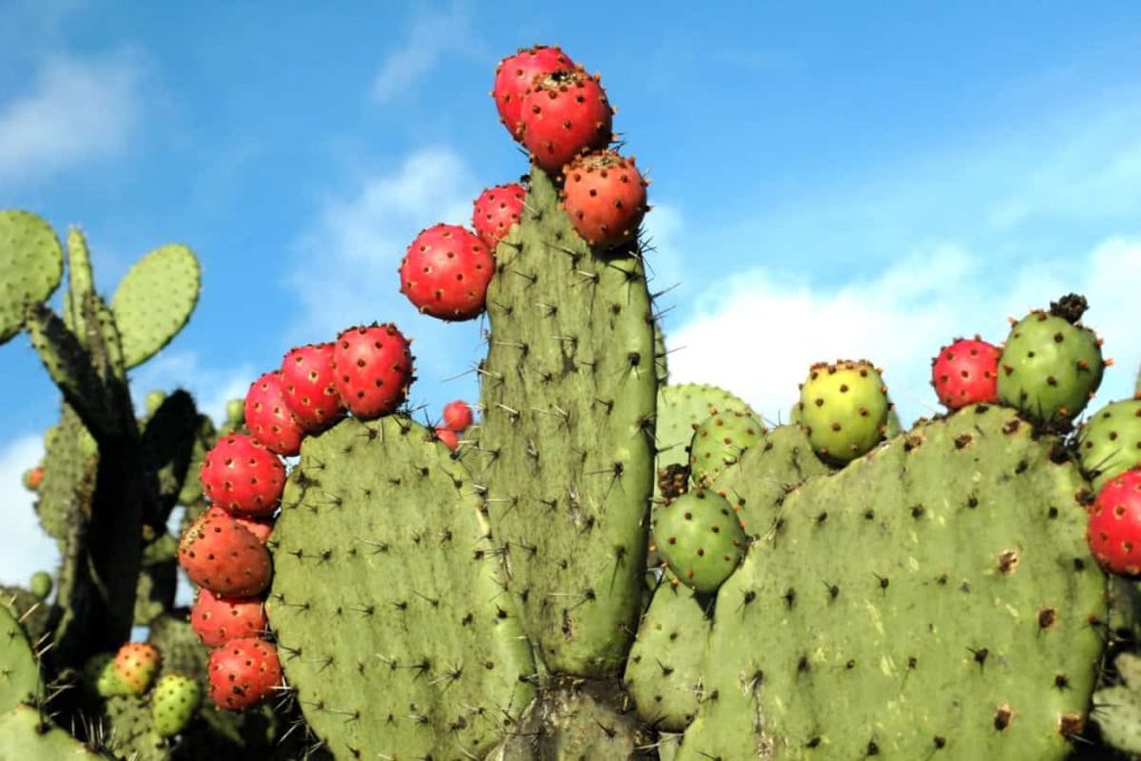 Nopal (fruct de cactus) – Beneficii