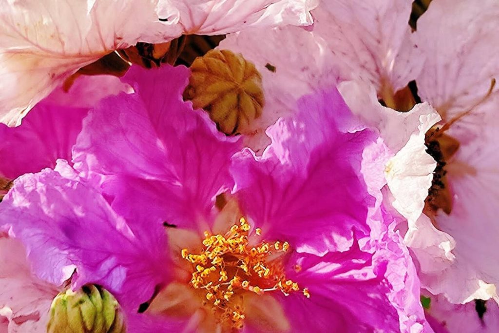 Banaba – Beneficii