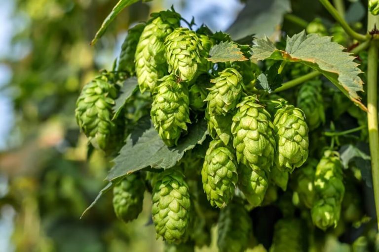 Hameiul (Humulus lupulus): beneficii, utilizări și contraindicații