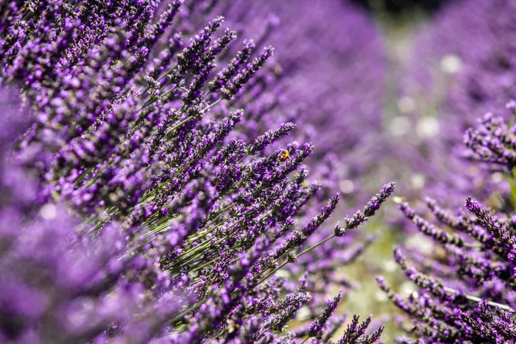 Ulei esențial de lavandă – beneficii aduse de această delicată plantă
