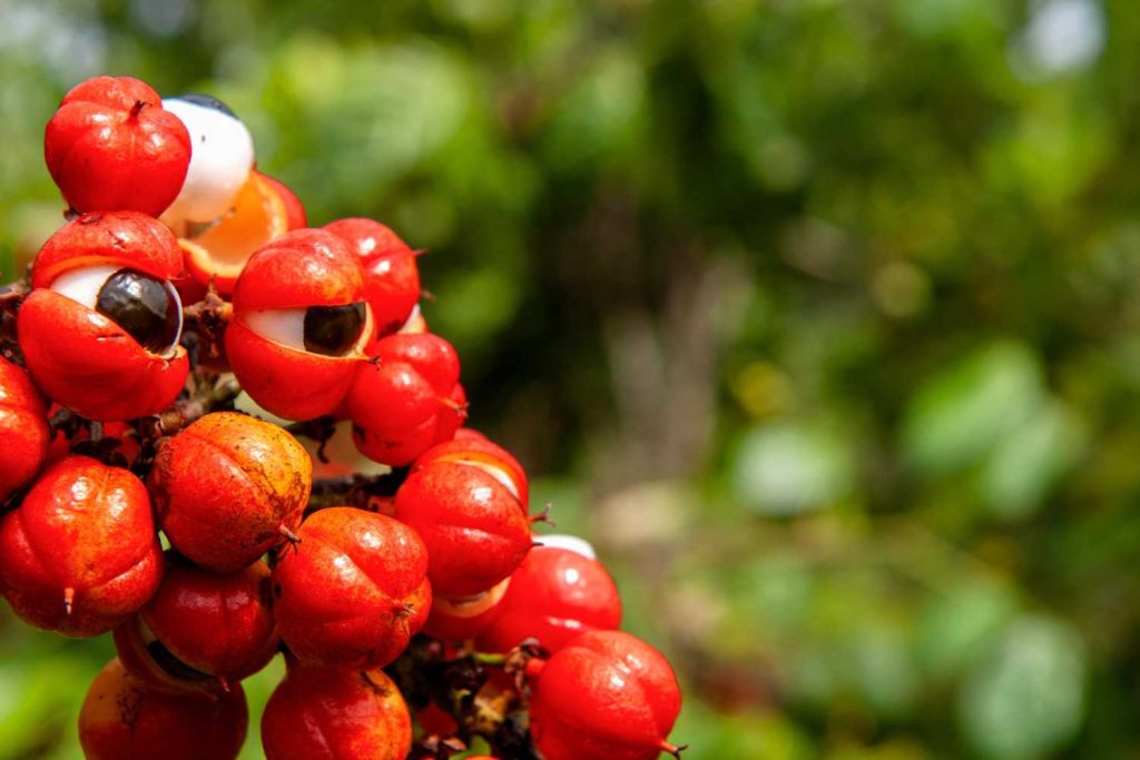 Guarana: ce este, beneficii, proprietăți și cum te ajută fructul pentru energie naturală
