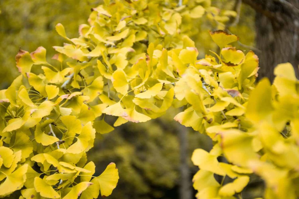 Ginkgo biloba vs ginseng: diferențe, beneficii și pe care să îl alegi