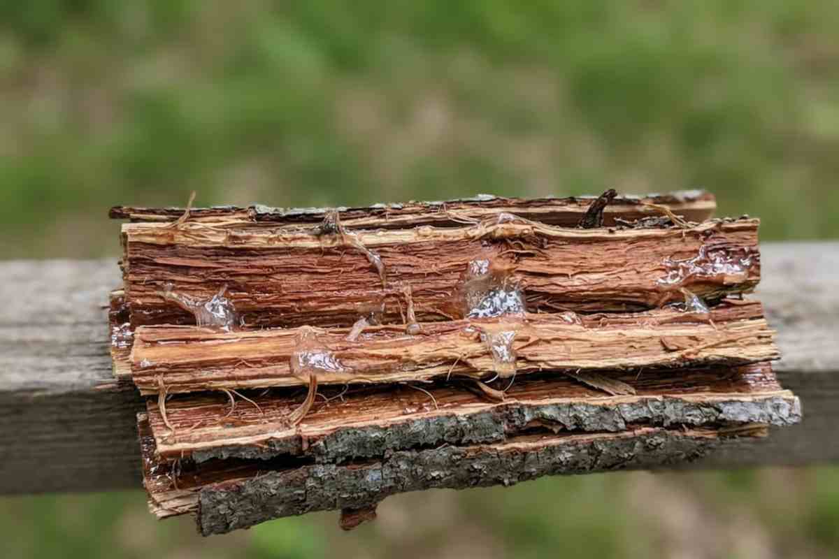 1. Ulmul alunecos beneficii remarcabile pentru sanatate si utilizari terapeutice importante Scoarta de ulm alunecos proaspat recoltata, evidentiind textura interioara caracteristica