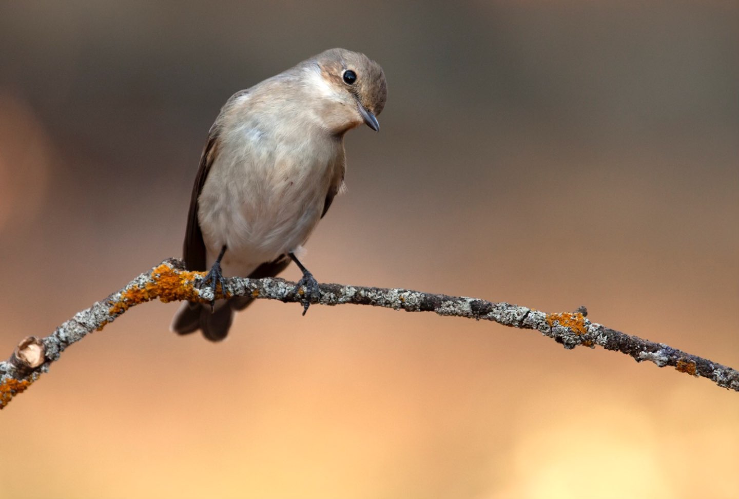 Frica de pasari (pasare curioasa care sta pe o ramura, fundal bokeh, fotografie in natura)