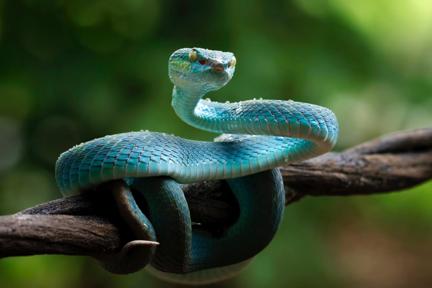 Frica de serpi (sarpe incolacit pe ramura unui copac, sarpe verde, natura)