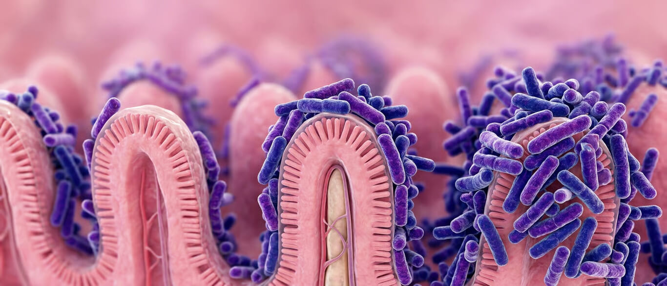 Lactobacillus Paracasei Beneficiile probioticelor cu lactobacili pentru sanatatea ta