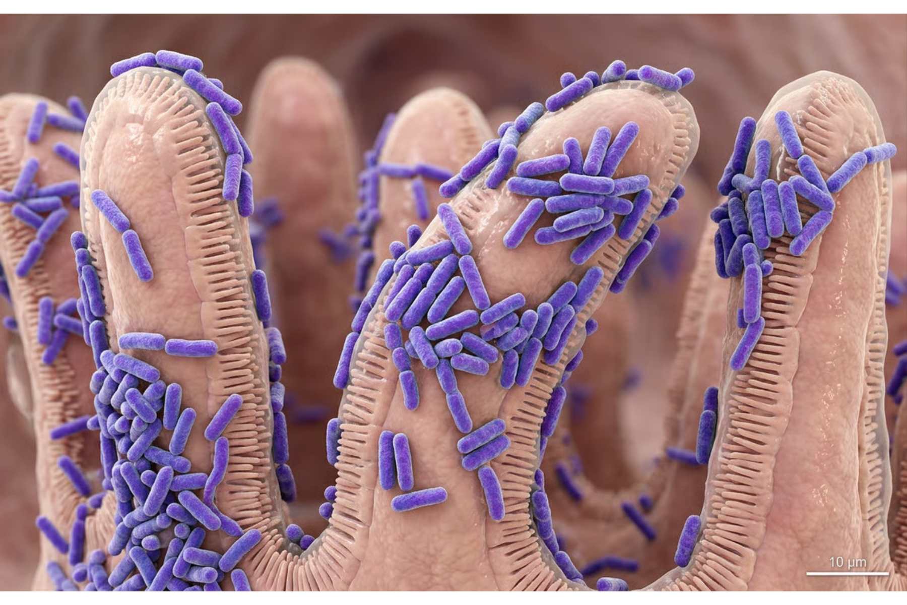 Lactobacillus Rhamnosus Beneficii si rol in sanatatea intestinala