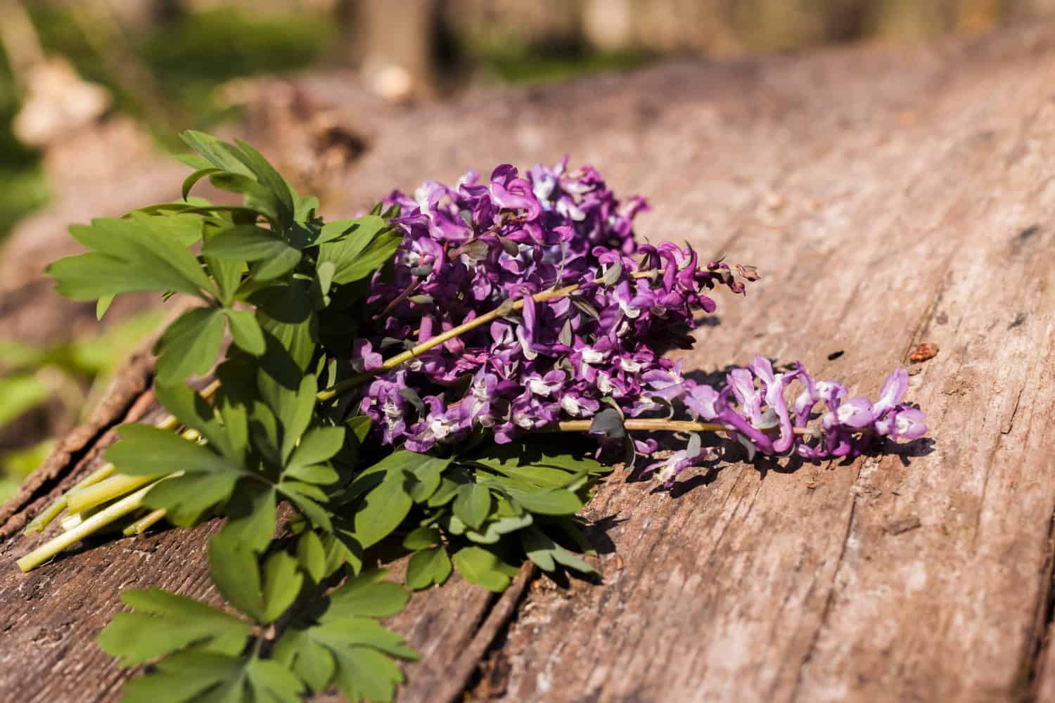 vitex agnus castus contraindicatii