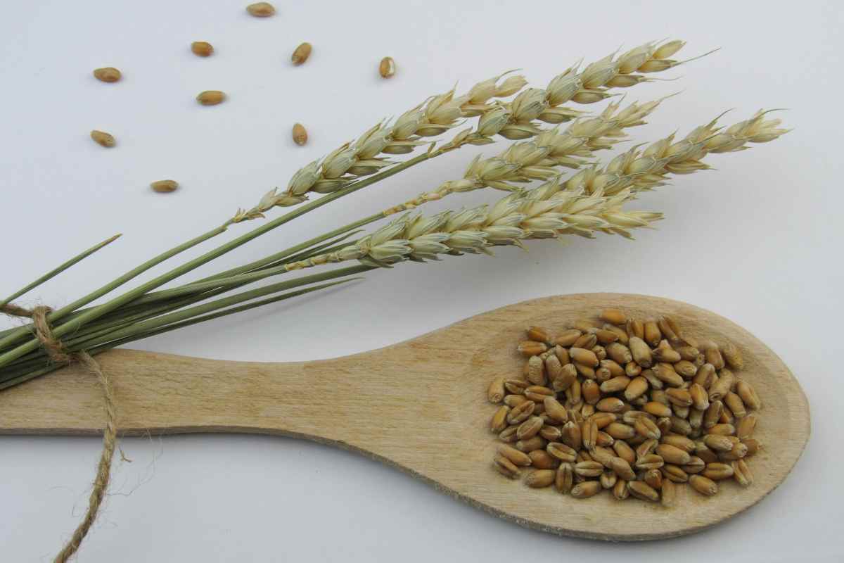 1. Alimente interzise in intoleranta la gluten ce contine gluten, cum iti organizezi dieta si ce remedii naturale pot imbunatati digestia Lingura din lemn cu boabe de grau, spice de grau