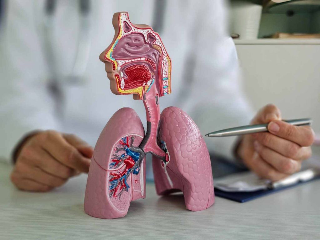 Sistemul respirator pe înțelesul tău: cum funcționează și cum îți protejezi plămânii