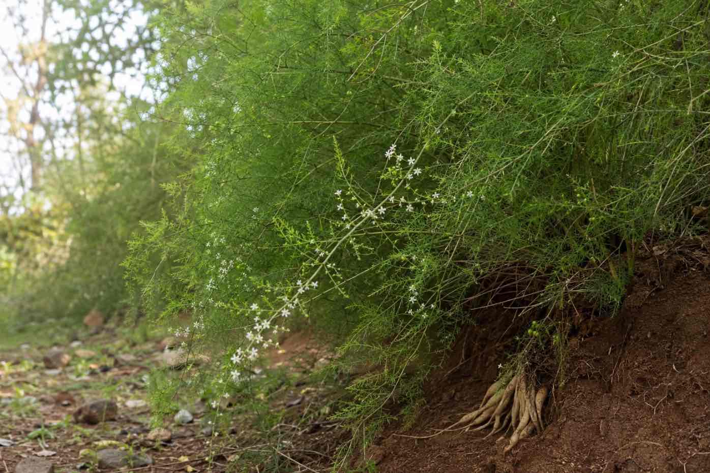Shatavari (tufa de shatavari, radacini dezgropate, flori albe, natura)