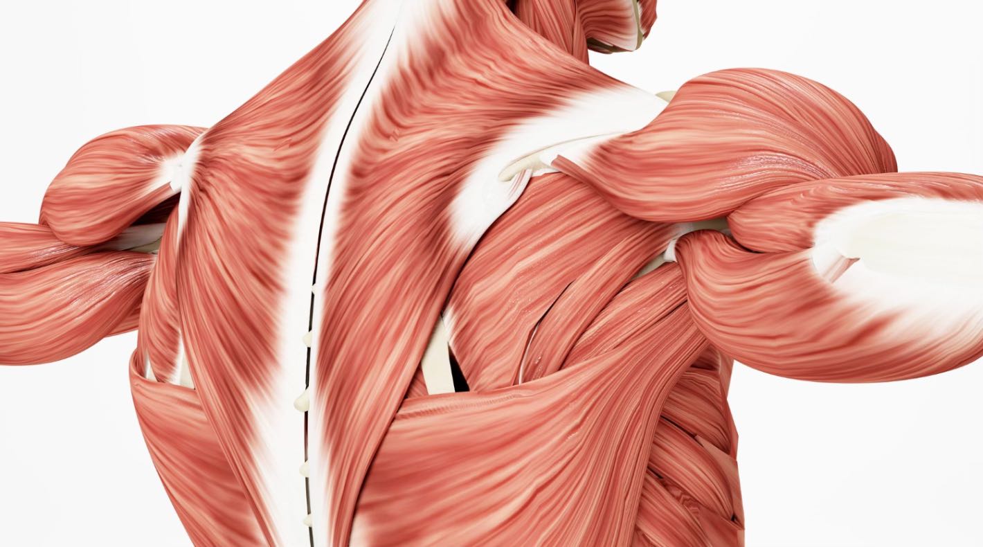 Tesutul muscular (muschii din zona spatelui si bratelor, ilustratie anatomica, fundal alb)