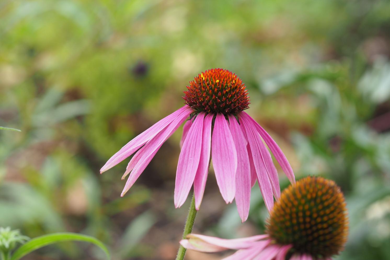 1. Echinacea beneficii echinacea, floare