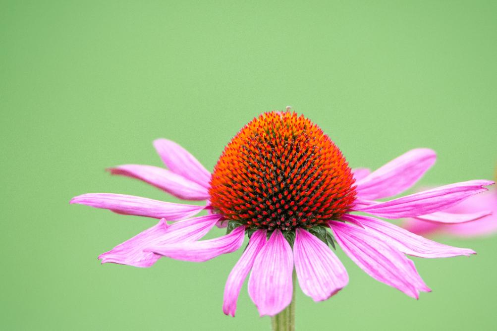 1. Echinaceea floare, petale