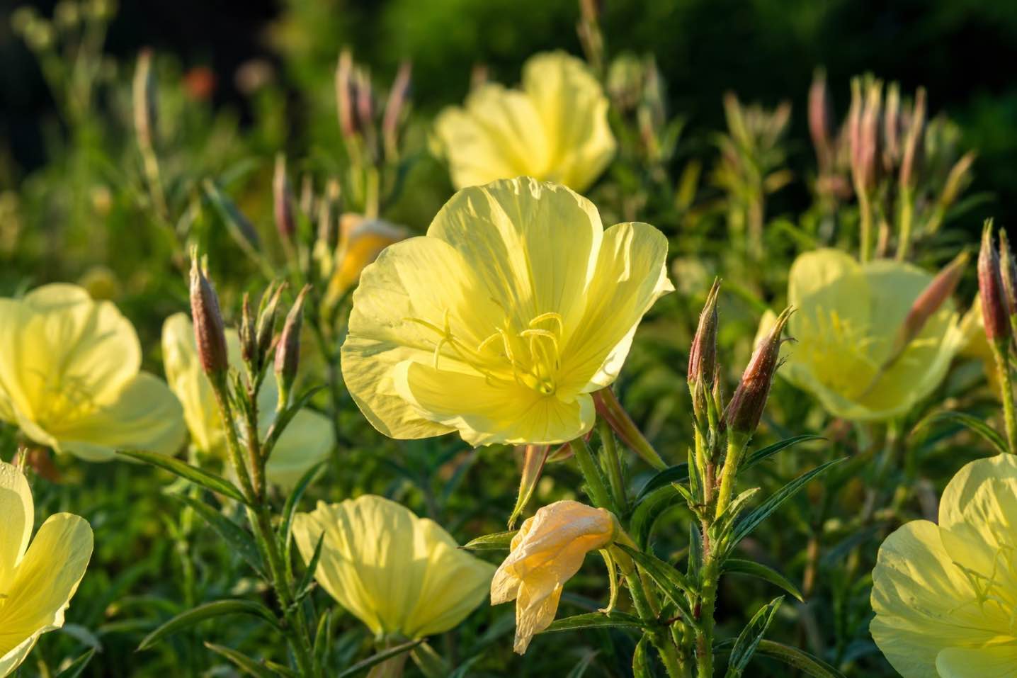 Luminita noptii (flori galbene care cresc pe un camp, lumina calda de dimineata, luminita noptii)