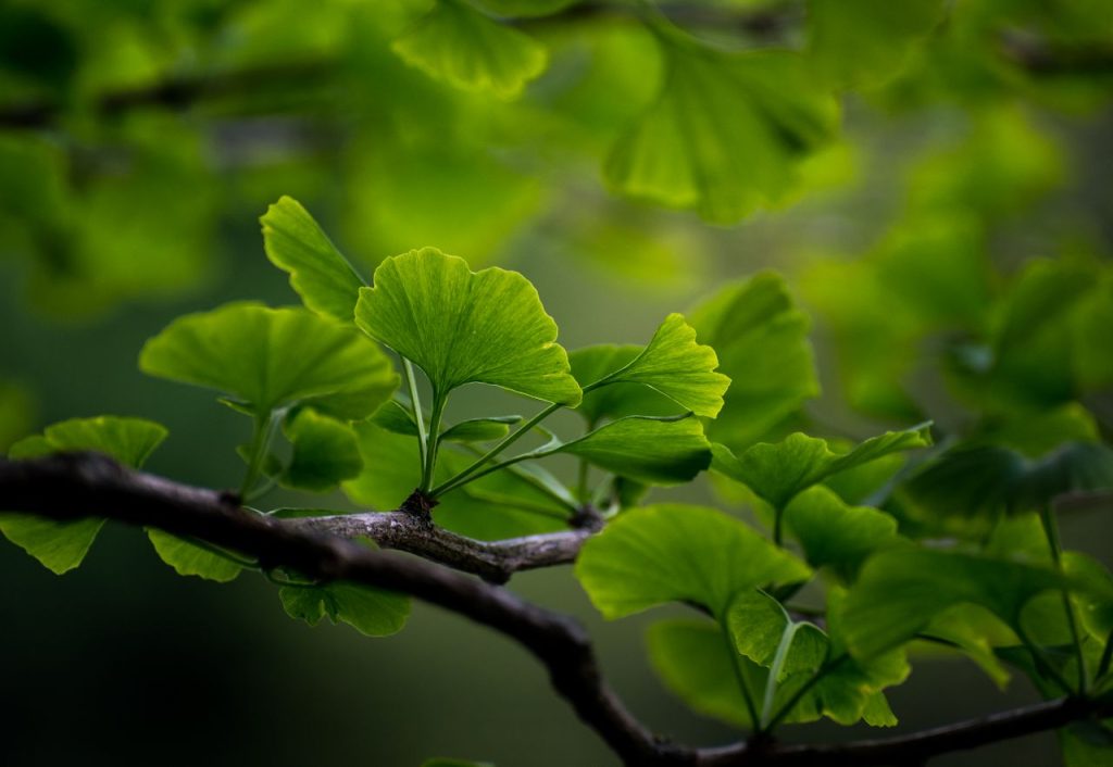 Ginkgo biloba beneficii: ce susține și ce arată studiile